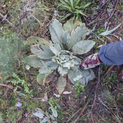 Verbascum thapsus subsp. thapsus (Great Mullein, Aaron's Rod) at Majura, ACT - 25 Jul 2021 by WalterEgo