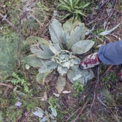 Verbascum thapsus subsp. thapsus (Great Mullein, Aaron's Rod) at Mount Ainslie - 25 Jul 2021 by WalterEgo