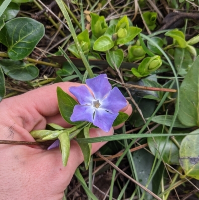 Vinca major (Blue Periwinkle) at Mount Majura - 25 Jul 2021 by WalterEgo