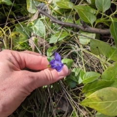 Vinca major at Hackett, ACT - 25 Jul 2021