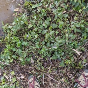 Vinca major at Hackett, ACT - 25 Jul 2021 01:29 PM