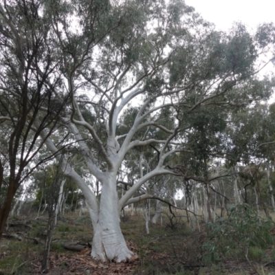 Eucalyptus rossii (Inland Scribbly Gum) at Mount Majura - 25 Jul 2021 by WalterEgo