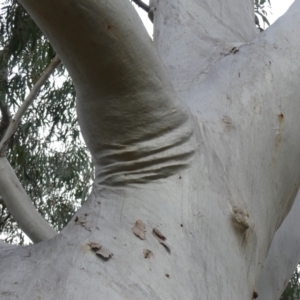 Eucalyptus rossii at Mount Majura - 25 Jul 2021