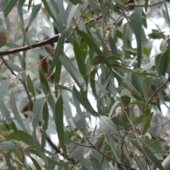 Eucalyptus rossii at Downer, ACT - 25 Jul 2021