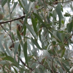 Eucalyptus rossii at Mount Majura - 25 Jul 2021