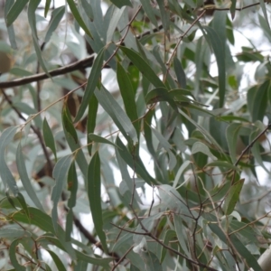 Eucalyptus rossii at Mount Majura - 25 Jul 2021