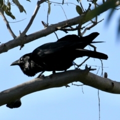 Corvus coronoides (Australian Raven) at Albury - 25 Jul 2021 by PaulF