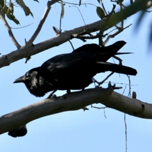 Corvus coronoides at Springdale Heights, NSW - 25 Jul 2021