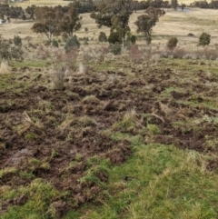 Sus scrofa (Pig (feral)) at Kambah, ACT - 25 Jul 2021 by HelenCross