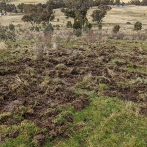 Sus scrofa at Bullen Range - suppressed