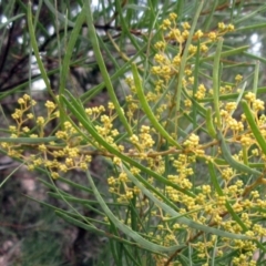 Acacia linearifolia at Hawker, ACT - 25 Jul 2021