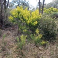 Acacia linearifolia at Hawker, ACT - 25 Jul 2021