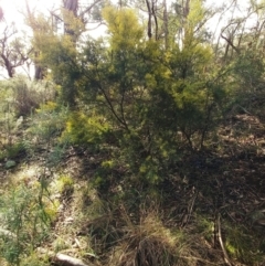 Acacia linearifolia (Narrow-leaved Wattle) at Hawker, ACT - 25 Jul 2021 by sangio7