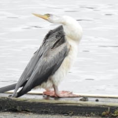 Anhinga novaehollandiae (Australasian Darter) at Lake Burley Griffin West - 25 Jul 2021 by KMcCue