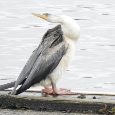 Anhinga novaehollandiae (Australasian Darter) at Lake Burley Griffin West - 25 Jul 2021 by KMcCue