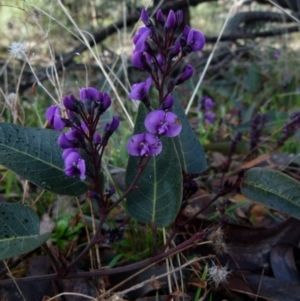 Hardenbergia violacea at Jerrabomberra, NSW - 25 Jul 2021