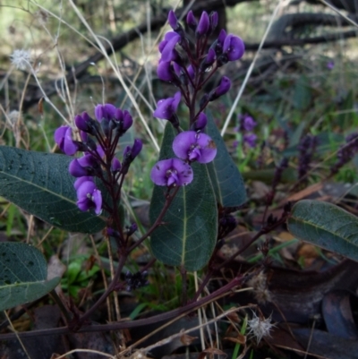 Hardenbergia violacea (False Sarsaparilla) at Jerrabomberra, NSW - 25 Jul 2021 by Paul4K