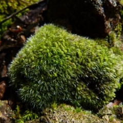 Grimmia sp. (A moss) at Jerrabomberra, NSW - 25 Jul 2021 by Paul4K