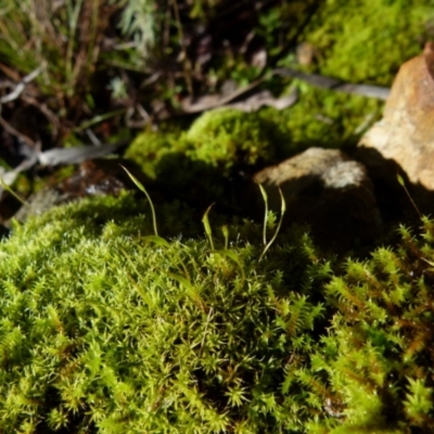 Unidentified Moss / Liverwort / Hornwort at Jerrabomberra, NSW - 24 Jul 2021 by Paul4K