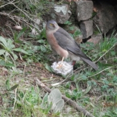 Accipiter fasciatus (Brown Goshawk) at Paddys River, ACT - 25 Jul 2021 by AdamHenderson