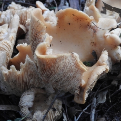 Unidentified Fungus at Paddys River, ACT - 25 Jul 2021 by JohnBundock