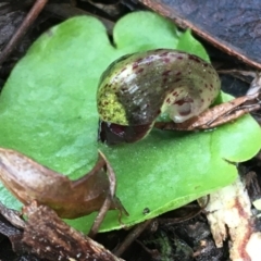 Corysanthes incurva (Slaty Helmet Orchid) by NedJohnston