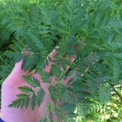 Conium maculatum (Hemlock) at Acton, ACT - 25 Jul 2021 by NedJohnston