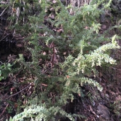 Grevillea alpina (Mountain Grevillea / Cat's Claws Grevillea) at Black Mountain - 25 Jul 2021 by Ned_Johnston