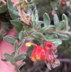 Grevillea alpina at Downer, ACT - 25 Jul 2021