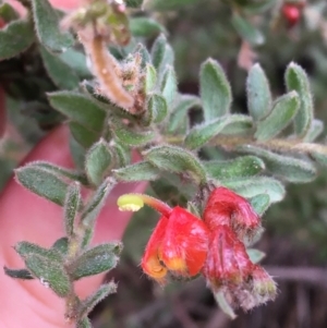 Grevillea alpina at Downer, ACT - 25 Jul 2021