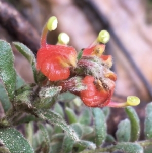 Grevillea alpina at Downer, ACT - 25 Jul 2021