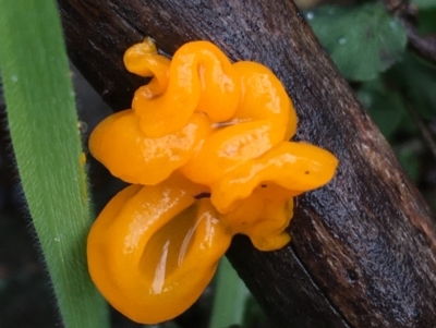 Tremella mesenterica (Witch's Butter or Yellow Brain) at Acton, ACT - 24 Jul 2021 by NedJohnston