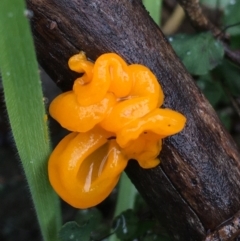 Tremella mesenterica (Witch's Butter or Yellow Brain) at Acton, ACT - 24 Jul 2021 by Ned_Johnston