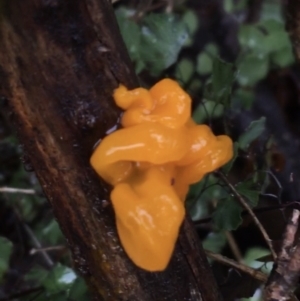 Tremella mesenterica at Acton, ACT - 25 Jul 2021