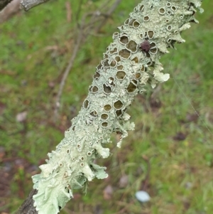 Parmeliaceae (family) at Holt, ACT - 19 Jul 2021