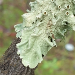 Parmeliaceae (family) at Holt, ACT - 19 Jul 2021 09:43 AM