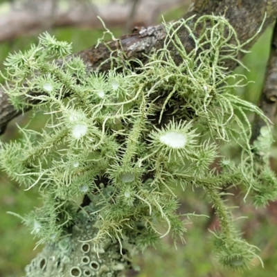 Usnea sp. (genus) (Bearded lichen) at Holt, ACT - 19 Jul 2021 by drakes