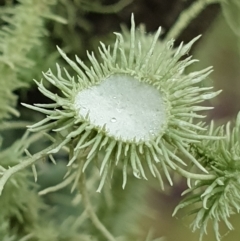 Usnea sp. (genus) at Holt, ACT - 19 Jul 2021 09:42 AM