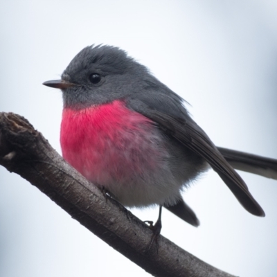 Petroica rosea (Rose Robin) at Acton, ACT - 25 Jul 2021 by patrickcox