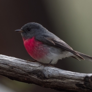 Petroica rosea at Acton, ACT - 25 Jul 2021 09:30 AM