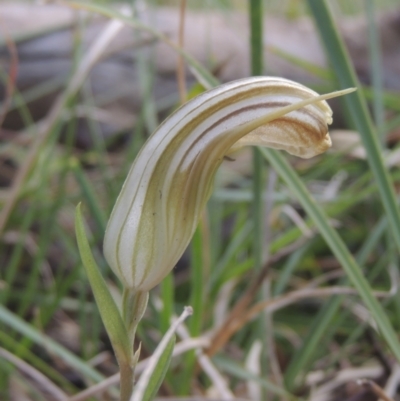 Diplodium truncatum (Little Dumpies, Brittle Greenhood) at Bruce Ridge to Gossan Hill - 11 Apr 2021 by michaelb