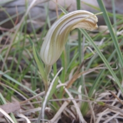 Diplodium truncatum at Bruce, ACT - 11 Apr 2021