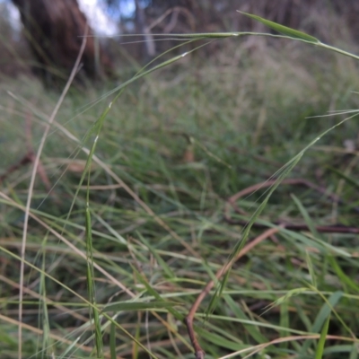 Microlaena stipoides (Weeping Grass) at Bruce Ridge to Gossan Hill - 11 Apr 2021 by michaelb