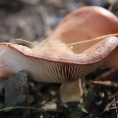 Unidentified Cap on a stem; gills below cap [mushrooms or mushroom-like] at Hughes, ACT - 22 Jul 2021 by LisaH