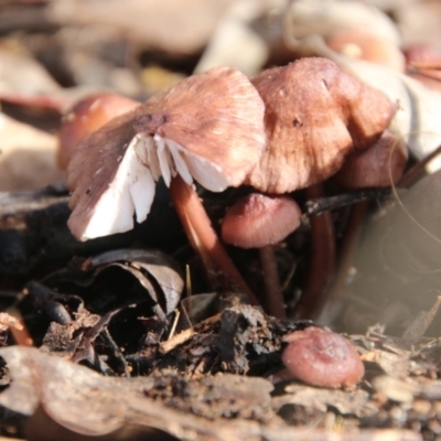 Unidentified Fungus at Hughes Grassy Woodland - 22 Jul 2021 by LisaH