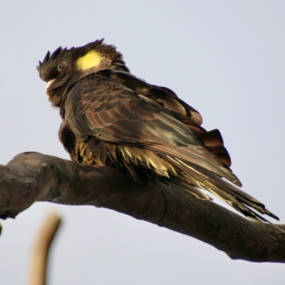 Zanda funerea (Yellow-tailed Black-Cockatoo) at Hughes, ACT - 25 Jul 2021 by LisaH