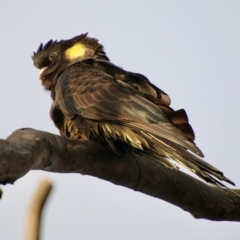 Zanda funerea (Yellow-tailed Black-Cockatoo) at Hughes, ACT - 25 Jul 2021 by LisaH