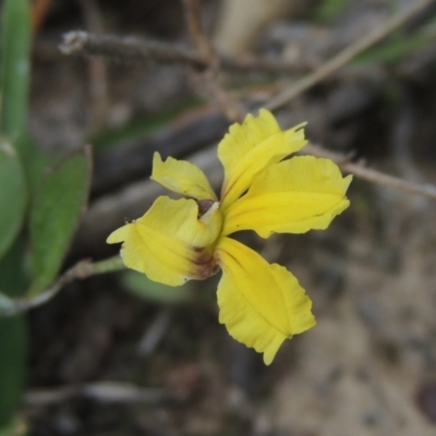 Goodenia hederacea (Ivy Goodenia) at Bruce, ACT - 11 Apr 2021 by MichaelBedingfield