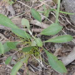 Goodenia hederacea at Bruce, ACT - 11 Apr 2021