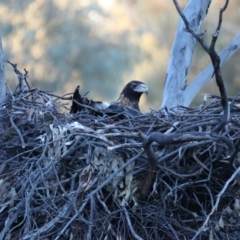 Aquila audax (Wedge-tailed Eagle) at Mount Ainslie - 21 Jul 2021 by jb2602